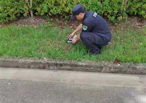 宗保隊(duì)員及時(shí)救助受傷的國家級(jí)保護(hù)動(dòng)物黑翅鳶