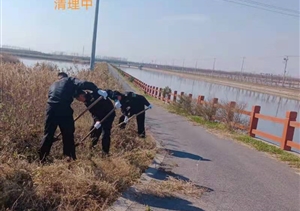 宗保公司協(xié)助清除外來入侵物種“加拿大一枝黃花”