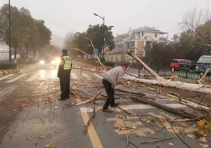 大樹倒地阻通行 員工清障保暢通—浙江民泰員工協(xié)助清理倒地樹木